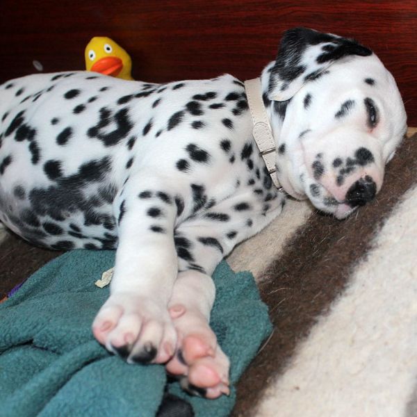  cuccioli di dalmata per adozione ( per regalo )