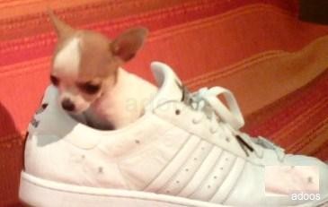 100% splendido cucciolo di chihuahua toy 