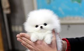  Regalo Cuccioli di Pomeranian Toy