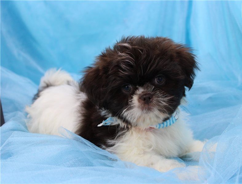 Regalo Cuccioli di Shih Tzu  in pronta consegna i cuccioli verranno Dato dopo 90 giorni dalla nascit