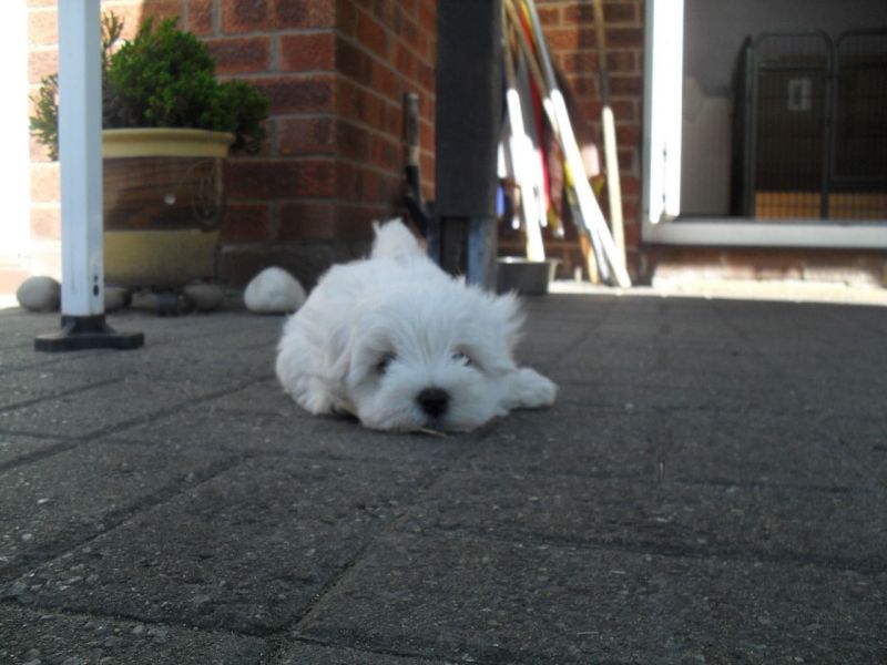 CUCCIOLI MALTESI Pronto ad andare in adozione !!!!!
