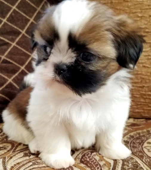 Regalo cuccioli di shitzu