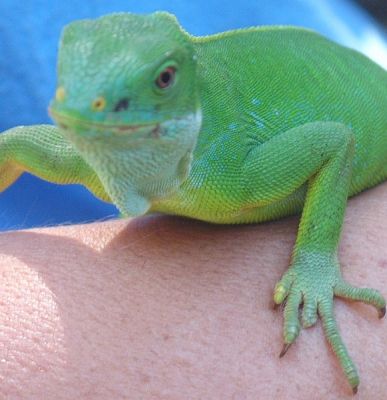 magnifico fiji fasciato iguane e altre specie per la vendita
