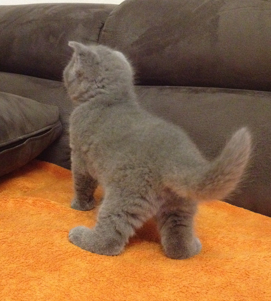  GATTINI BRITISH SHORTHAIR, PEDIGREE (IN REGALO)   Disponibili subito bellissimi gattini british sho