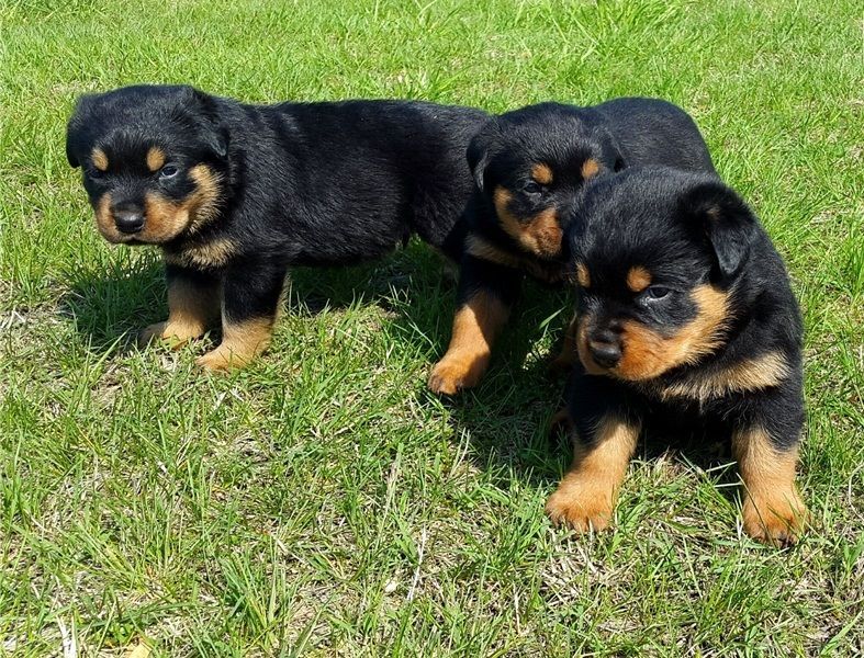 Bellissimo cuccioli di rottweiler (maschio e femmina) in regalo