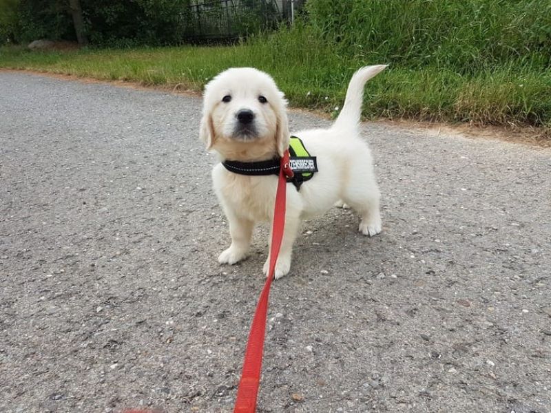 Regalo Cuccioli di Golden retriver
