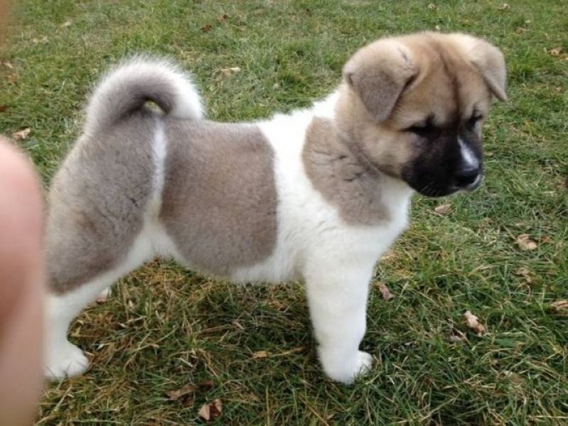 Cucciolo di Akita Inu