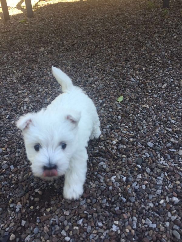 Cuccioli di West highland per adozione ( maschio e femmina )
