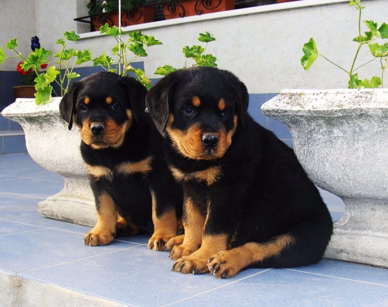  bella e sani cuccioli di ROTTWEILER  per adozione 