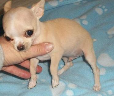 REGALO Cucciolo Chihuahua con pedigree