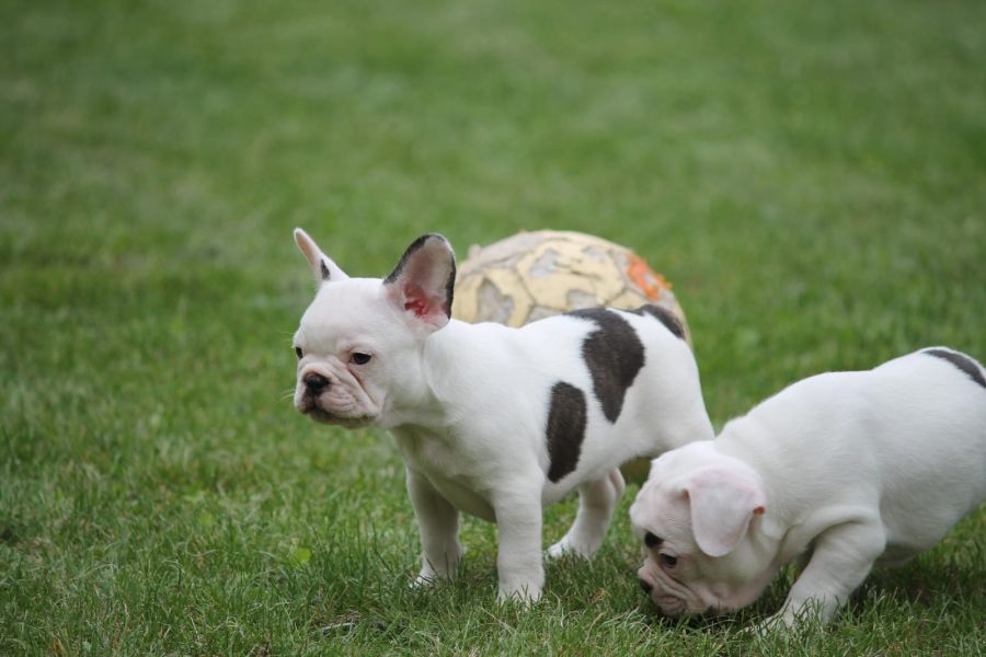 Adorabili cuccioli di Bulldog Francese femminucce e maschietti disponibili per l'adozione gratuita