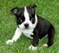 Cuccioli di Boston terrier,  cuccioli di Boston terrier,