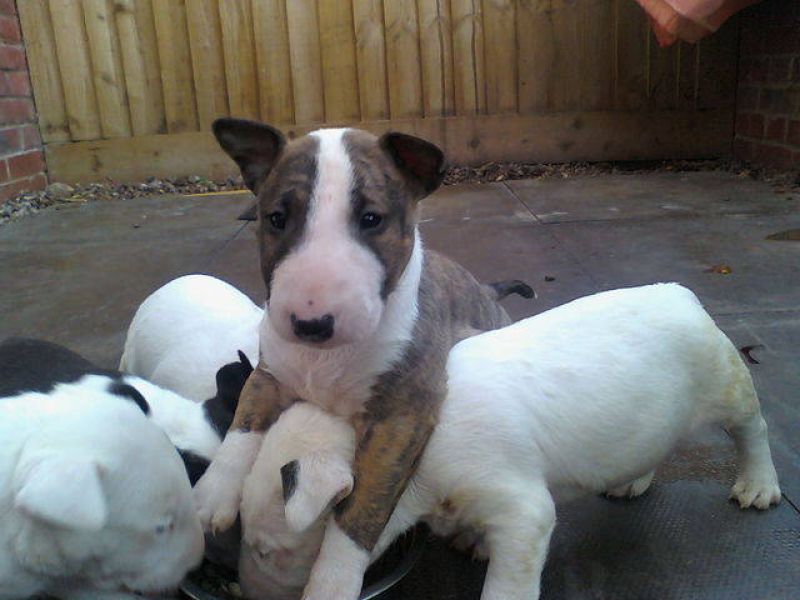 Adorabili cuccioli di bull terrier  femminucce e maschietti disponibili