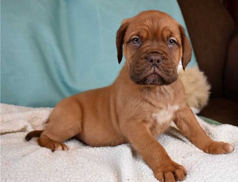 Regalo Cuccioli di Dogue de bordeaux in pronta consegna i cuccioli verranno Dato dopo 90 giorni dall