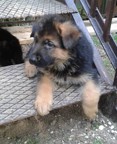 Regalo Bellissimi cuccioli di pastore tedesco 