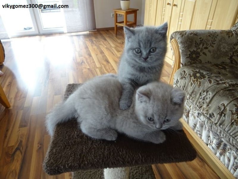 BRITISH SHORTHAIR,  (IN REGALO) Disponibili subito bellissimi gattini british