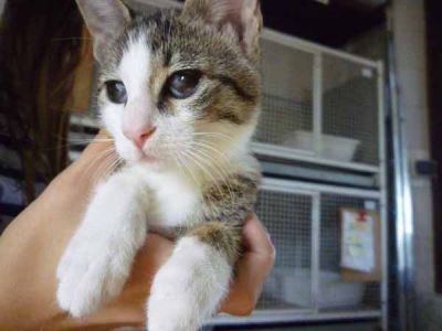 Lul� giovane gattina cerca una famiglia speciale