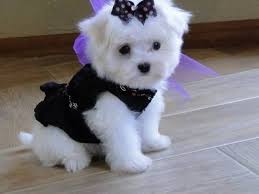 REGALO Dolci cuccioli Maltese per l'adozione.