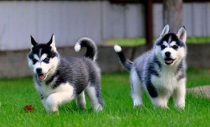 Cuccioli di Siberian husky