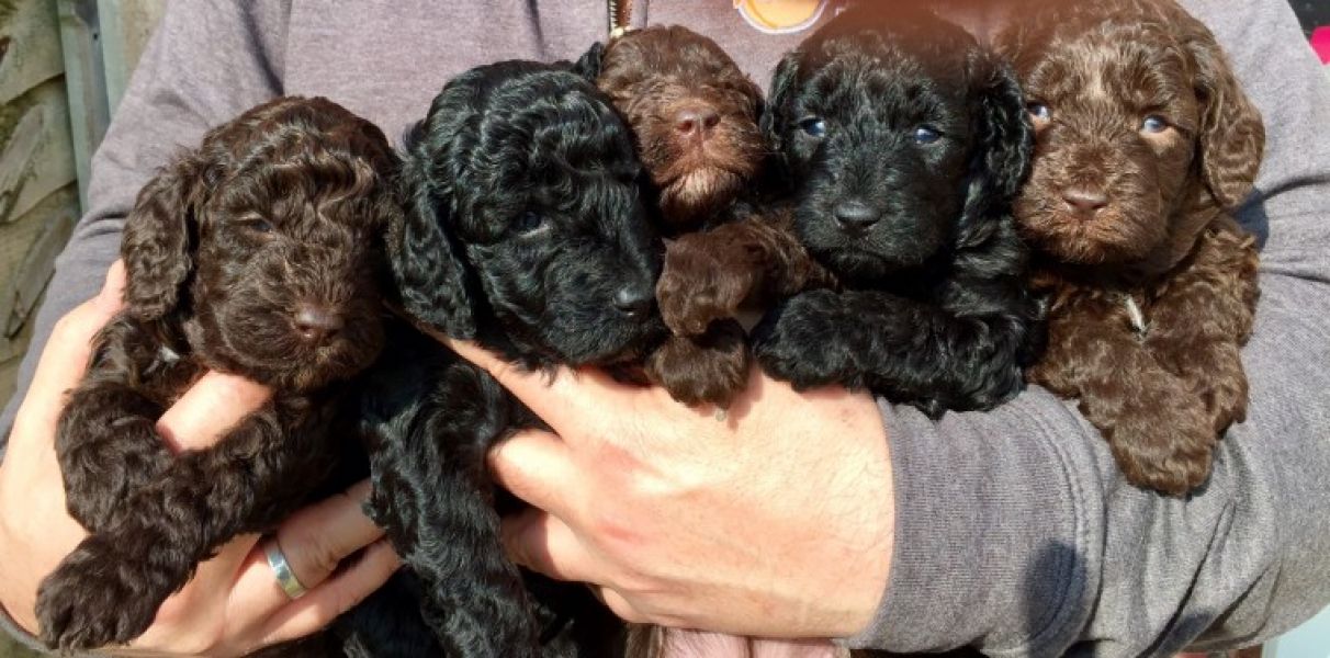 Regalo abbiamo cuccioli di Barboncino in miniatura
