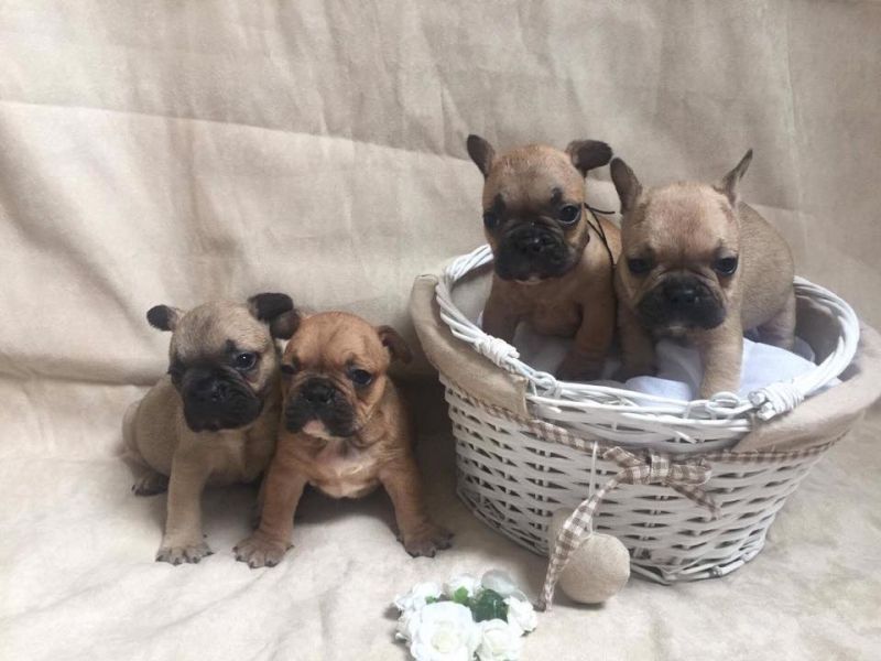  cuccioli di Bulldog Francese  ( Gratis )