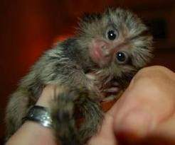 Marmoset scimmie bambino per l'adozione.