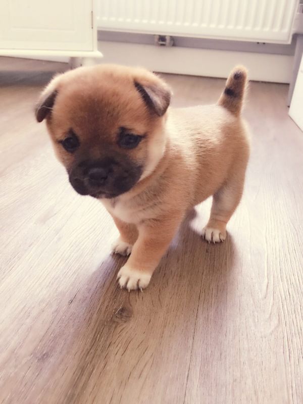  Molto bella e sani cuccioli di Shiba Inu  per adozione maschi e femmine disponibili (gratis) 