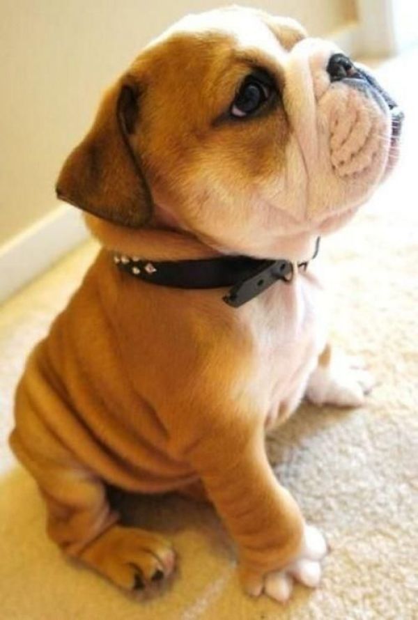 Splendidi Cuccioli di Bulldog Inglese