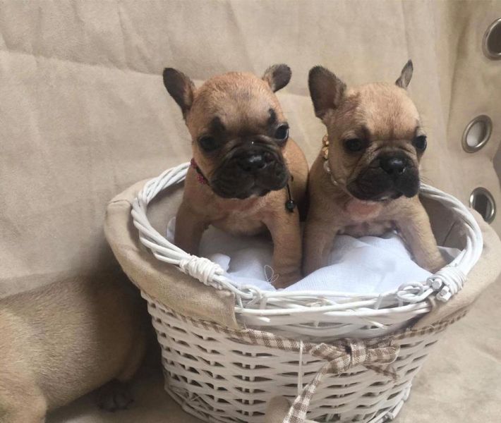  molto bella e sani cuccioli di bulldog francese per adozione  