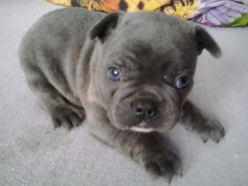 Bulldog francese con pedigree ENCI ( p trattabile)