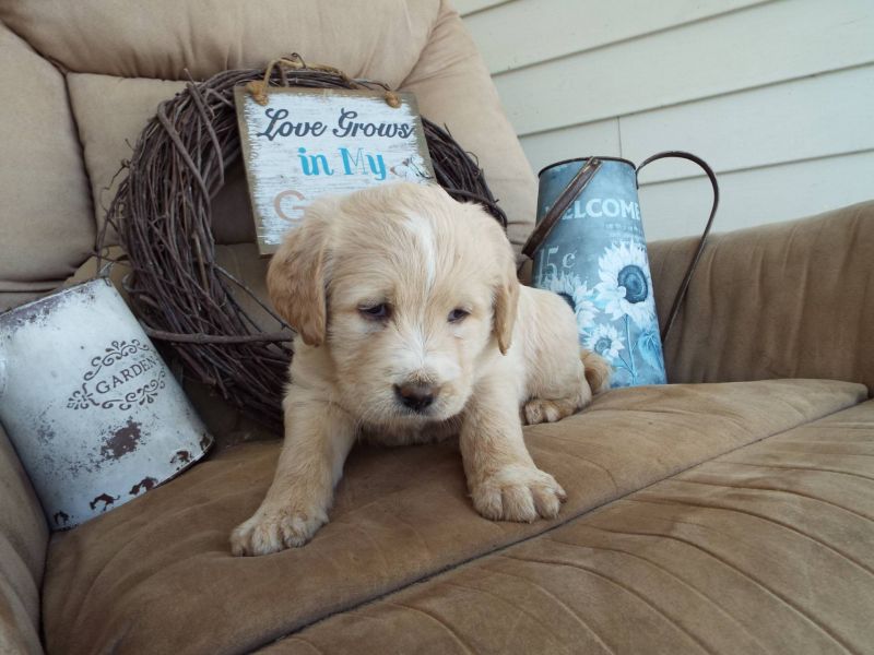 Labrador cuccioli introvabili cuccioli di Labrador albicoca intelligenti e dolcissimi attaccati al p