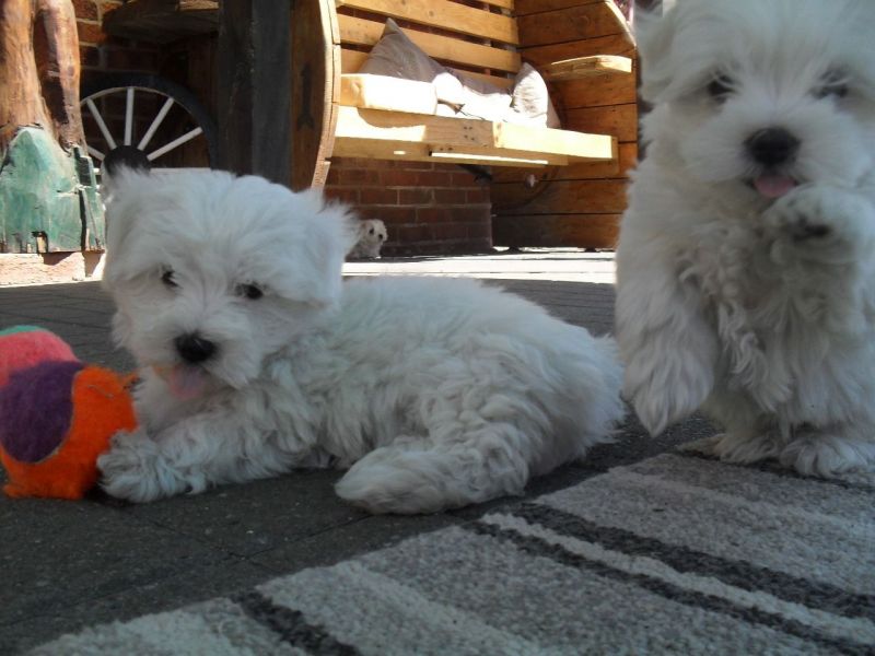 Cuccioli MALTESI in adozione !!!!!