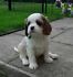 REGALO CAVALIER KING CHARLES SPANIEL,Femminucce e da Maschietti   Disponibili in Allevamento delle b