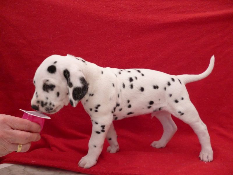  cuccioli di dalmata per adozione per adozione ( maschio e femmina )