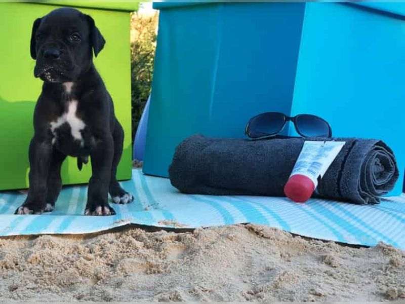 Cuccioli di Alano per adozione ( regalo  )