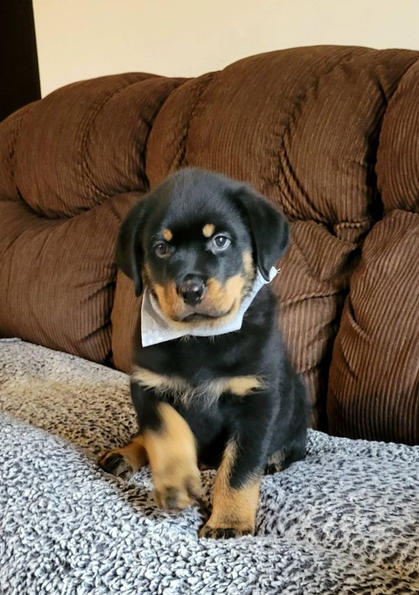  Regalo Splendidi cuccioli di Rottweiler