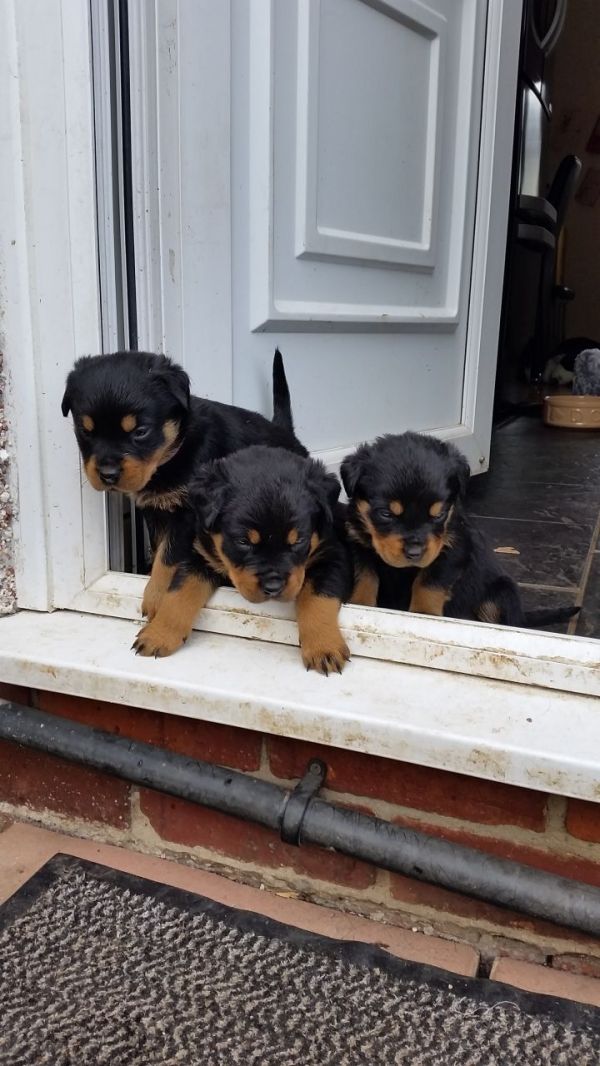 REGALO Cuccioli di rottweiler 1 femmine e un maschietto. i cuccioli sono gia disponibili e verranno 