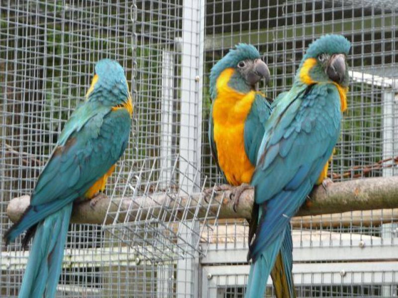 Regalo blu e oro pappagalli ara in cerca di nuove case