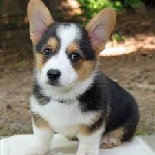 Carino Maschio e Femminile cuccioli Welsh Corgi