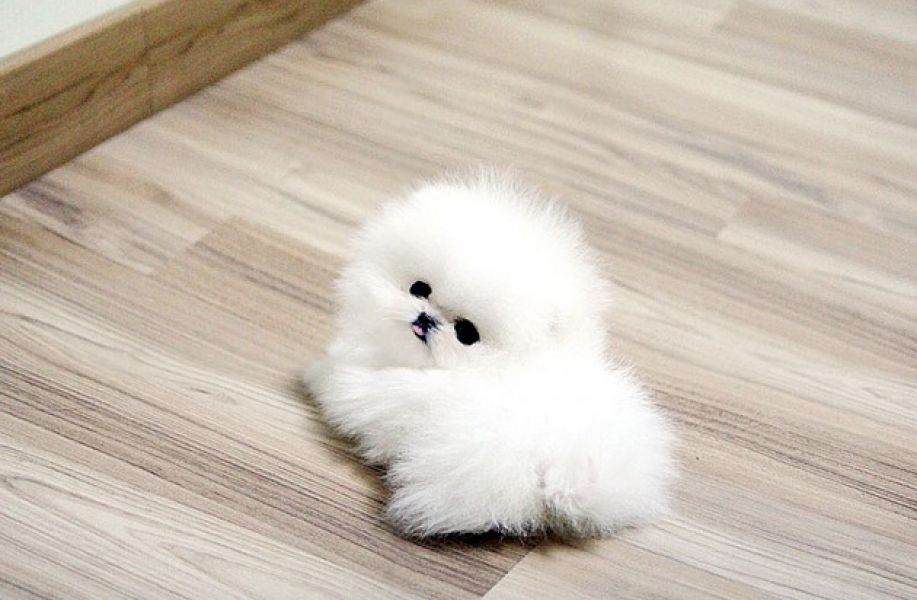 Regalo Volpini cuccioli di pomerania Piccoli