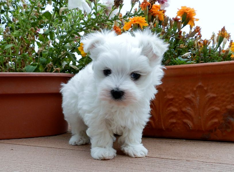 Regalo Cuccioli di Mini Malteser  in pronta consegna i cuccioli verranno Dato dopo 90 giorni dalla n