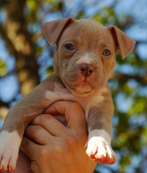 Regalo Cuccioli pitbull