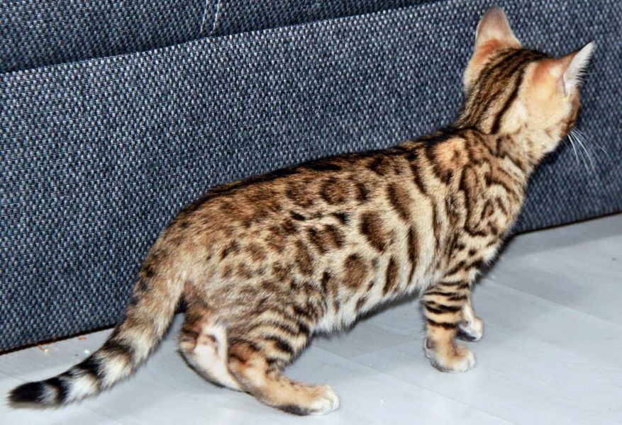 Gattini di bengala  ( per regalo )