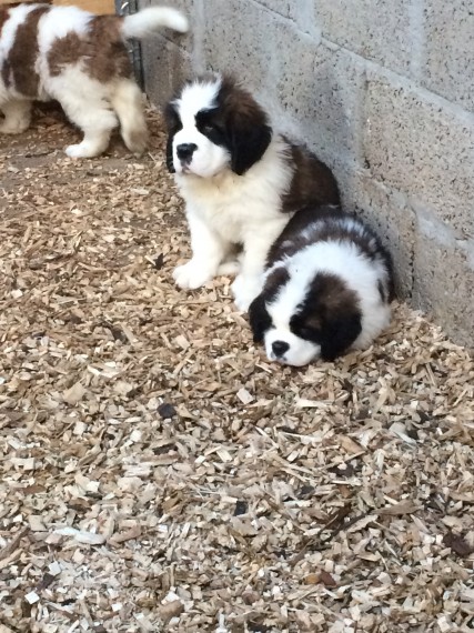 Regalo adorabili cuccioli san bernardo femminucce e maschietti disponibili