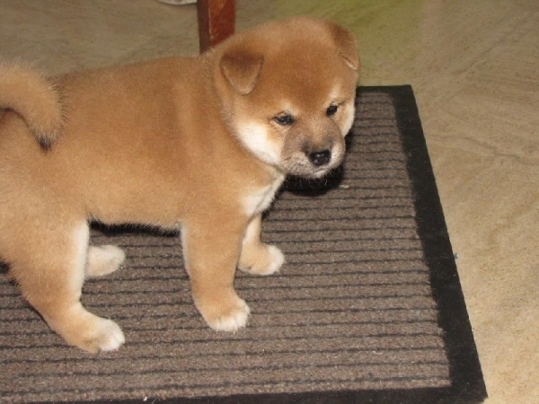 Cuccioli di shiba-inu femminucce e maschietti disponibili