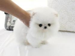 Spitz di pomerania, volpino mini toy