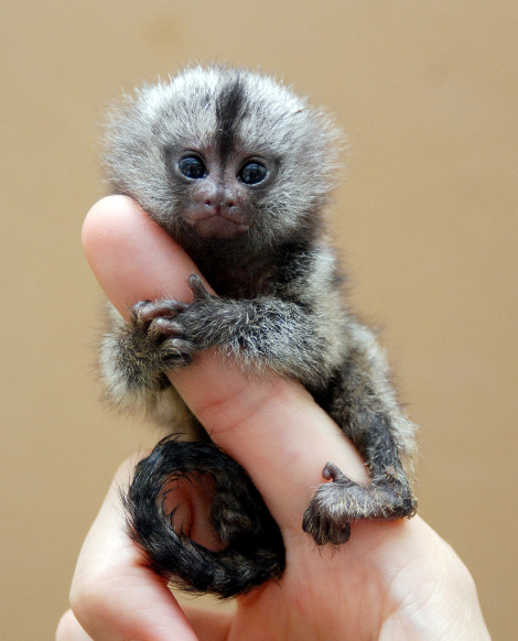 Eccellenti affascinante marmoset per l'adozione