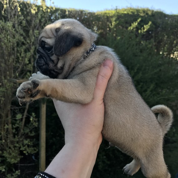 Regalo Cuccioli di Carlino Abbiamo disponibili