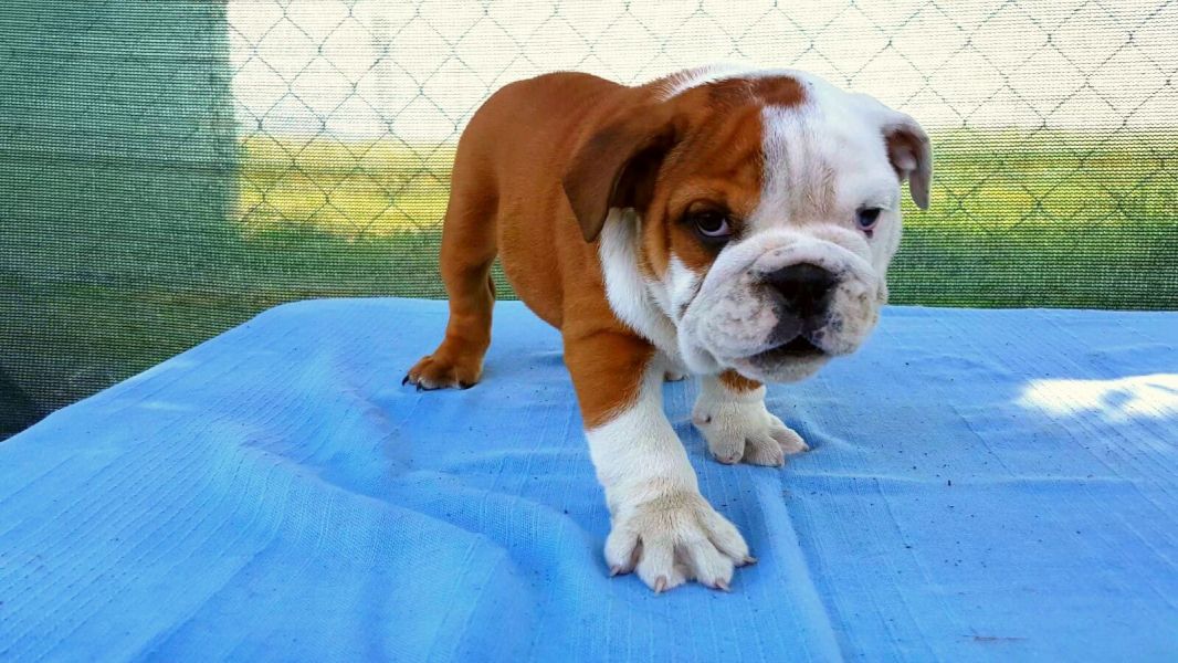  cuccioli di bulldog inglise  ( per regalo )
