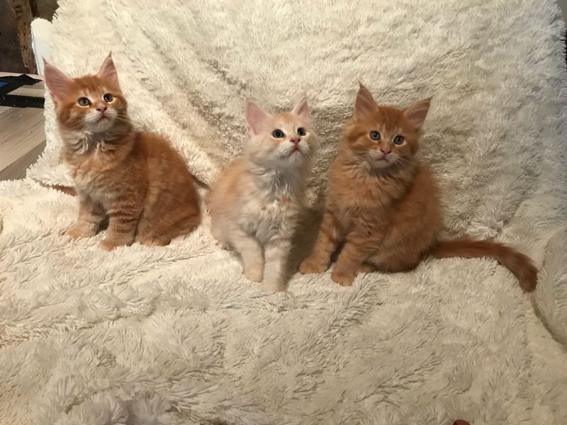Molto bella e sani gattini main coon  per adozione maschi e femmine disponibili (gratis)